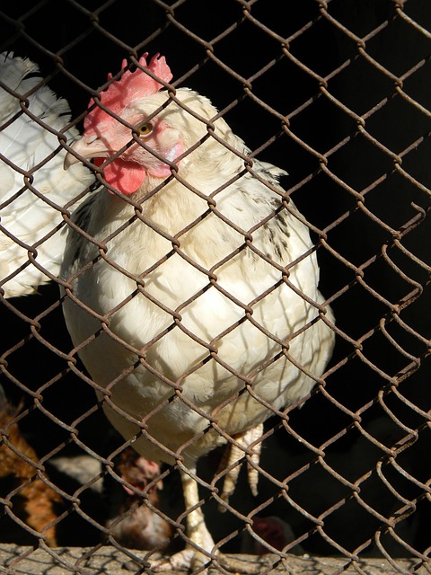 不被看好 不被看好