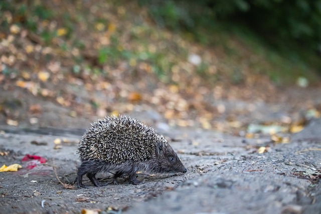 个绝佳的体 个绝佳的体